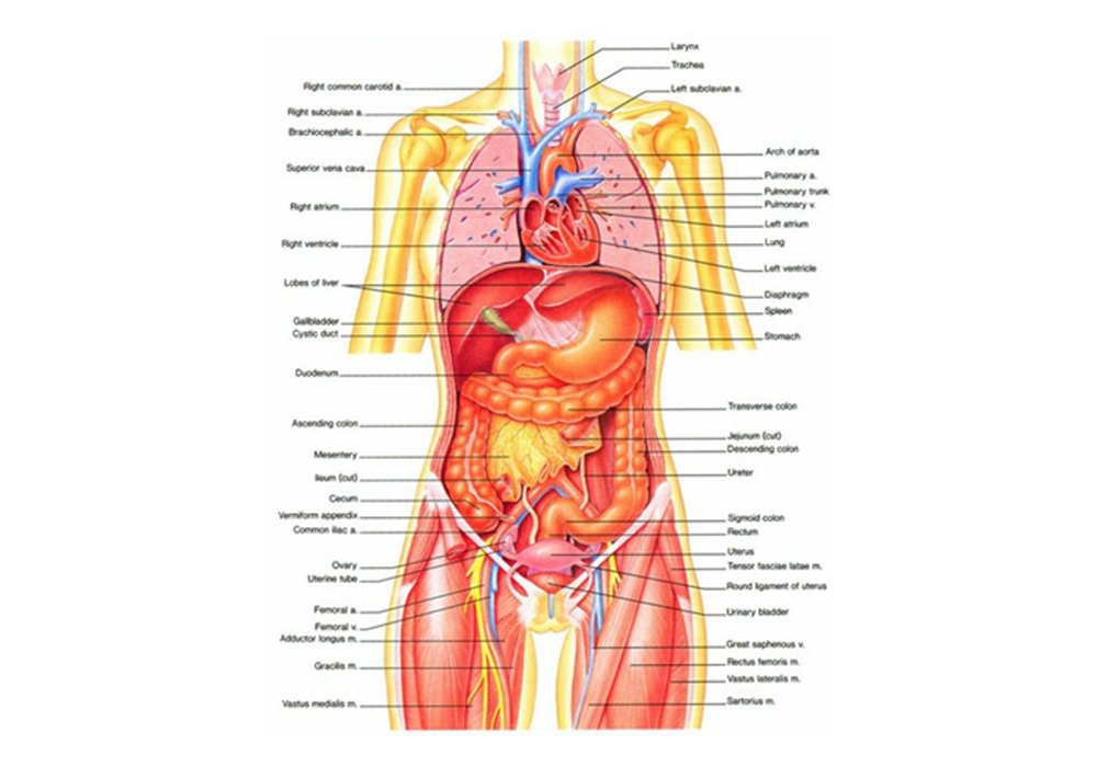 Anatomy-and-Physiology-Level-3-and-4